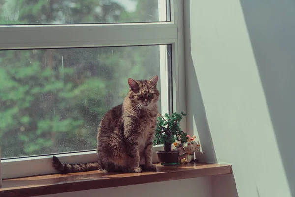 Okna Kot Leży Parapecie Pobliżu Okna — Zdjęcie stockowe