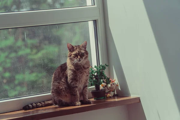 Okna Kot Leży Parapecie Pobliżu Okna — Zdjęcie stockowe