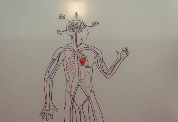 Structure Circulatory System Man — Stock Photo, Image