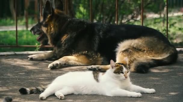 Gatto Cane Cane Gatto Trovano Fianco Fianco — Video Stock