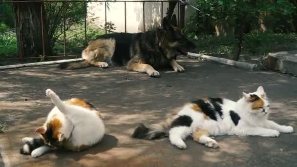 Katze Und Hund Hund Und Katze Liegen Nebeneinander — Stockvideo