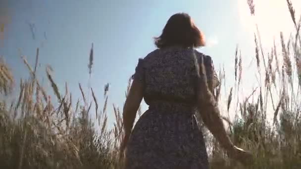 Field Spikelets Hand Touches Wheat Spikes — Stock Video