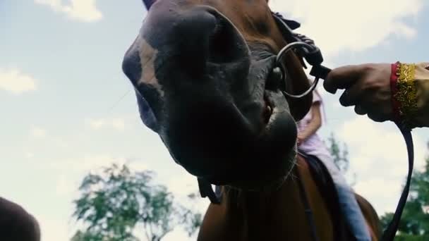 Caballo Caballo Hocico Mastica Hierba — Vídeo de stock