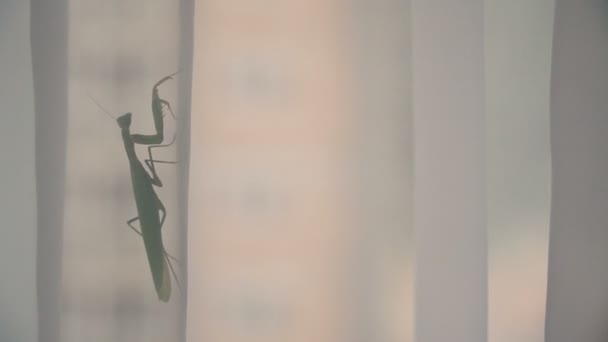 Gafanhoto Grasshopper Senta Nas Cortinas Casa — Vídeo de Stock