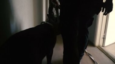 Özel bir köpek. Eğitimli bir köpek ile koru