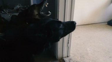 Özel bir köpek. Eğitimli bir köpek ile koru