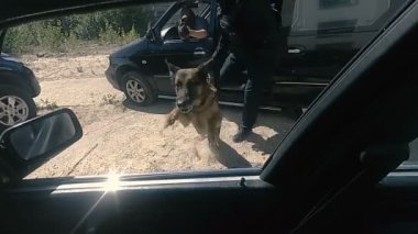 Suçlu gözaltı. Köpek araba gecikme ceza atlar.