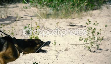 Özel bir köpek. Eğitimli bir köpek ile koru