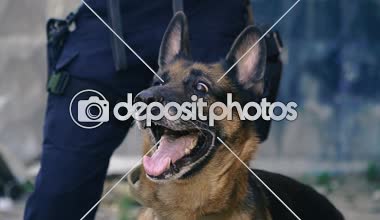 Özel bir köpek. Eğitimli bir köpek ile koru