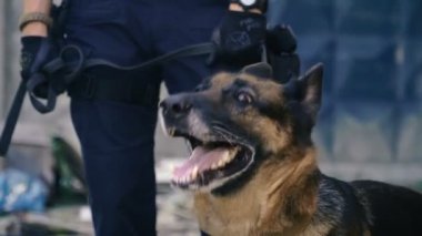 Özel bir köpek. Eğitimli bir köpek ile koru