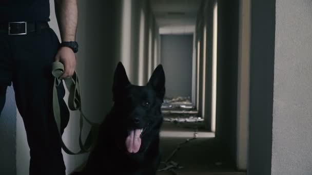 Perro Especial Guardia Con Perro Entrenado — Vídeo de stock