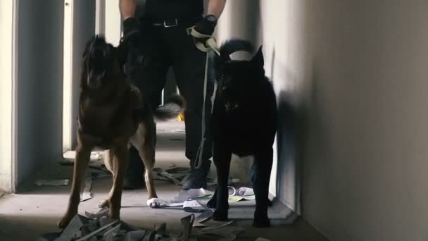 Perro Especial Guardia Con Perro Entrenado — Vídeo de stock