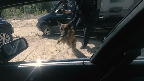Detenção Criminoso Cão Salta Para Dentro Carro Atrasa Criminoso — Vídeo de Stock