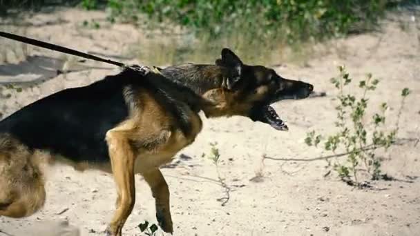 Perro Especial Guardia Con Perro Entrenado — Vídeos de Stock