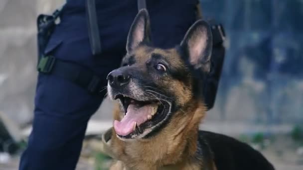 Ένα Ιδιαίτερο Σκυλάκι Φρουρά Ένα Εκπαιδευμένο Σκυλί — Αρχείο Βίντεο