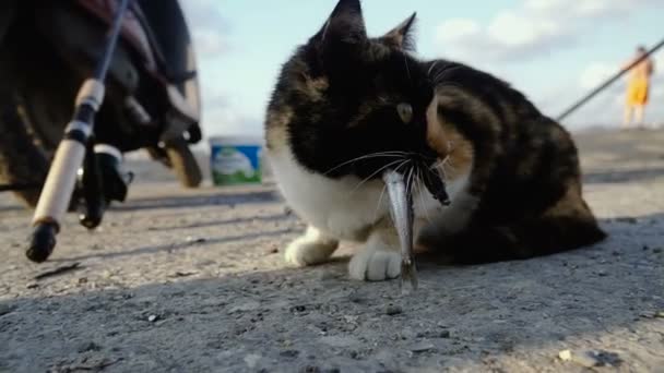 Pescar Gato Come Peixe — Vídeo de Stock