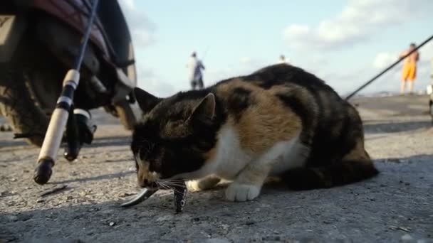 猫は魚を食べる — ストック動画