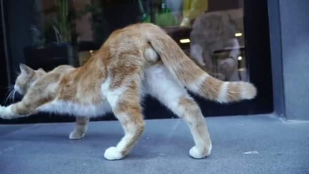 Rödhuvad Katt Röd Katt Sträcker Benen — Stockvideo