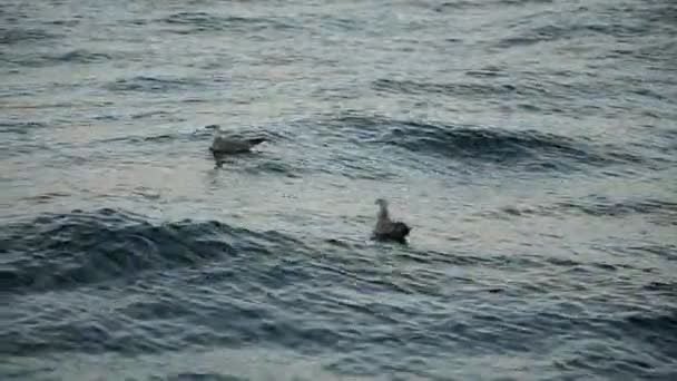 Les Mouettes Volent Sur Fond Mer Ville Istanbul — Video