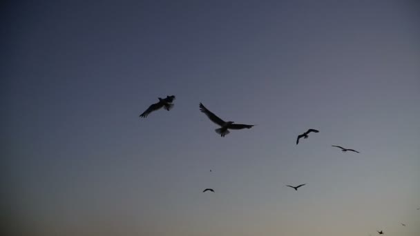 Чайки Летают Фоне Моря Город Стамбул — стоковое видео