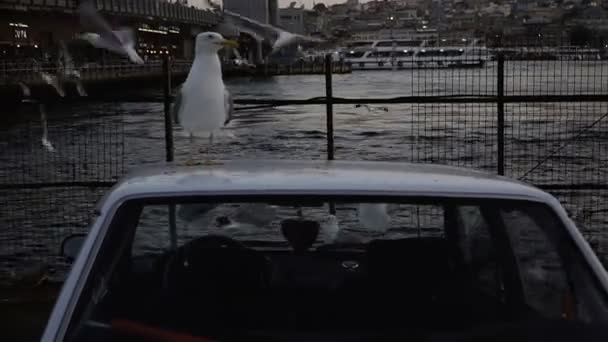 Måsar Sitter Bilen Staden Istanbul — Stockvideo