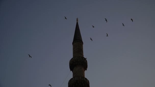 Burung Camar Terbang Dengan Latar Belakang Sebuah Masjid Istanbul — Stok Video