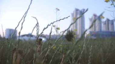 Polis arabası. Polis arabası şehrin içinden geçer