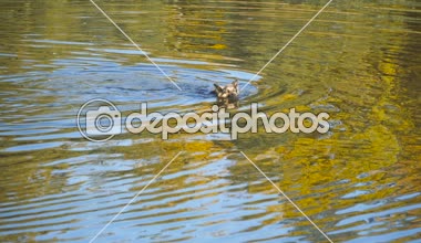 Köpek gölde yüzüyor