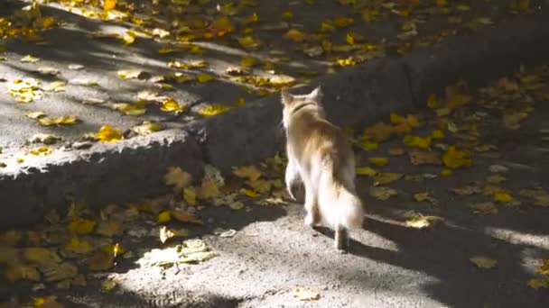 Katze Die Katze Läuft Die Herbststraße Entlang — Stockvideo