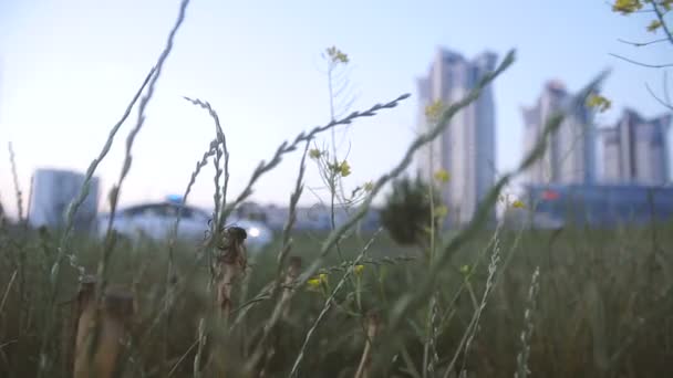 Polisbil Polisbilen Passerar Genom Staden — Stockvideo