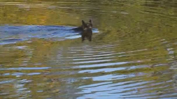 Chien Nage Dans Lac — Video