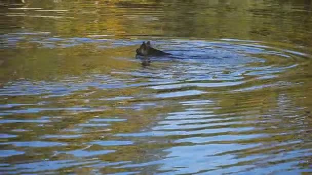 Pies Pływa Jeziorze — Wideo stockowe