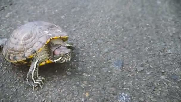 Tortuga Tortuga Arrastrándose Sobre Asfalto — Vídeo de stock