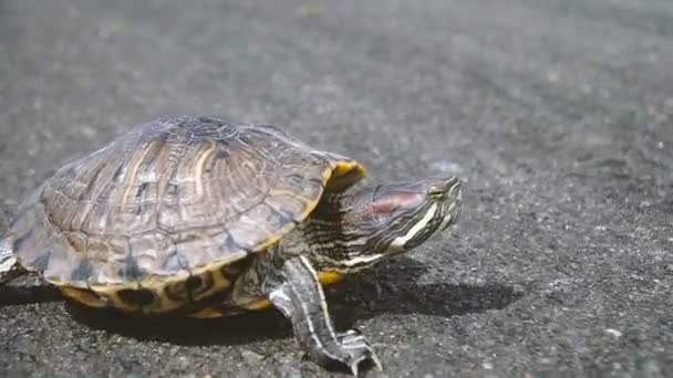 Schildkröte Schildkröte Kriecht Auf Asphalt — Stockvideo