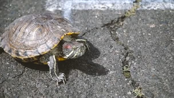 Schildkröte Schildkröte Kriecht Auf Asphalt — Stockvideo