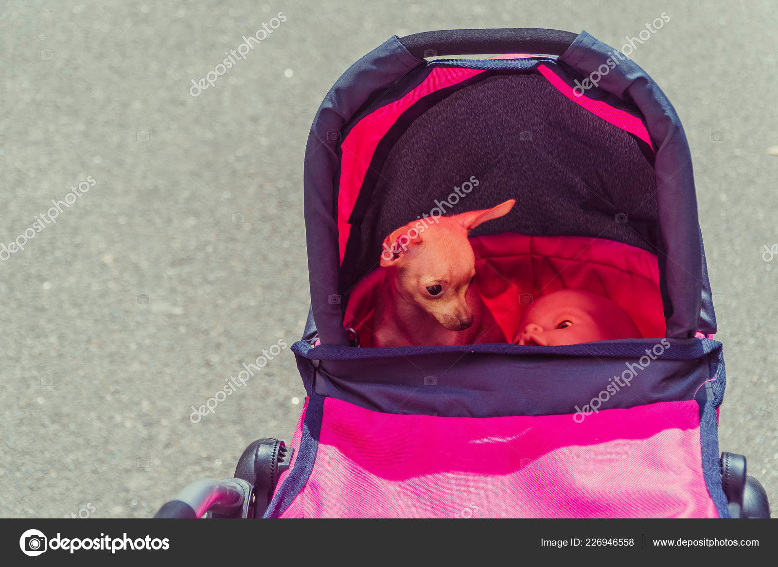 dog in baby carriage