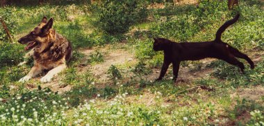 Kedi ve köpek. Bir köpek ve kedi yalan yan yana