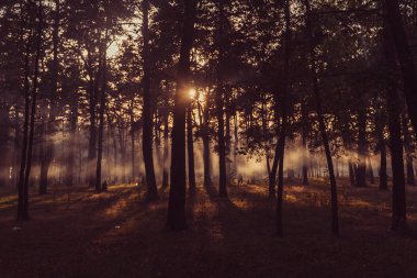 Füme orman park. Yangınlar nedeniyle park duman vardır.