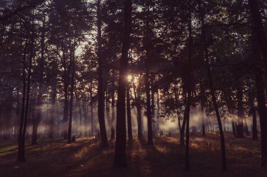 Füme orman park. Yangınlar nedeniyle park duman vardır.
