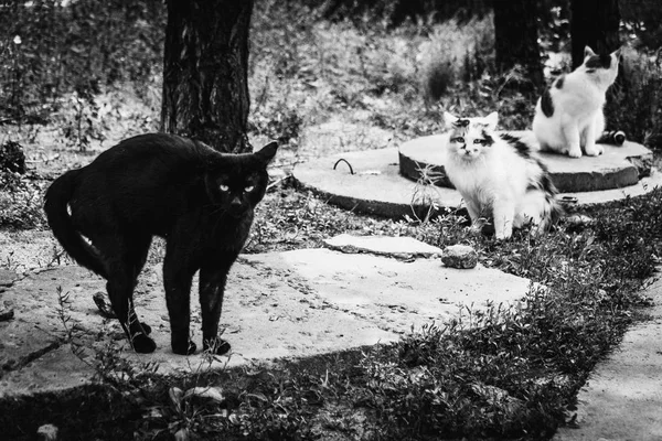 Кішки Домашні Коти Кішки Домашніх Котів — стокове фото