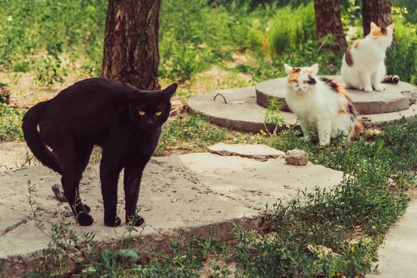 Kediler Yerli Kedi Kediler Yerli Kedi — Stok fotoğraf