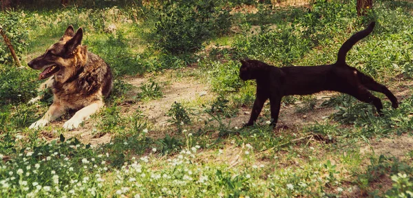 Pisică Câine Câine Pisică Stau Unul Lângă Altul — Fotografie, imagine de stoc