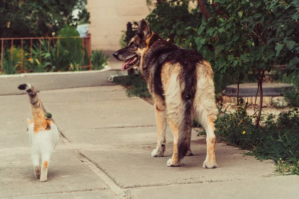 Kedi Köpek Bir Köpek Kedi Yalan Yan Yana — Stok fotoğraf