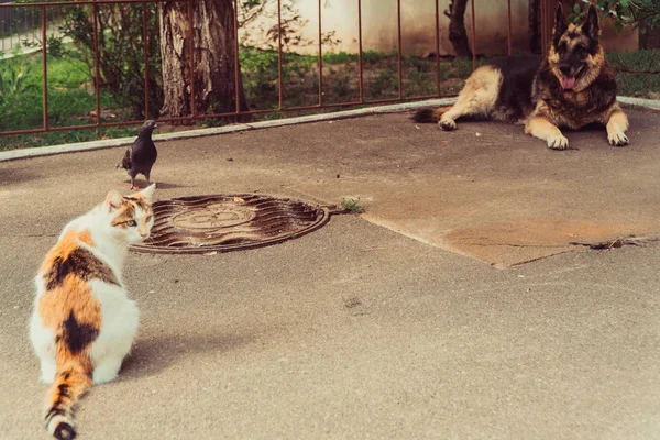 Katt Och Hund Hund Och Katt Ligga Sida Vid Sida — Stockfoto