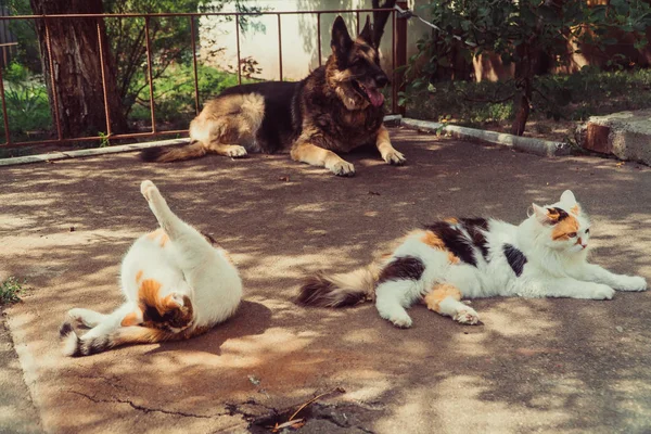 Cat and dog. A dog and a cat lie side by side