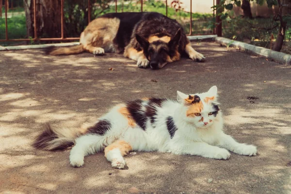 Kedi Köpek Bir Köpek Kedi Yalan Yan Yana — Stok fotoğraf