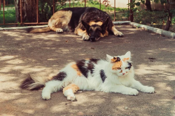 猫と犬 犬と猫の嘘並べて — ストック写真