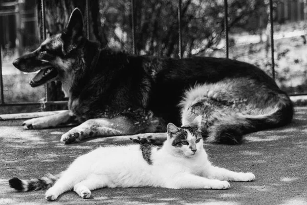 Cat and dog. A dog and a cat lie side by side