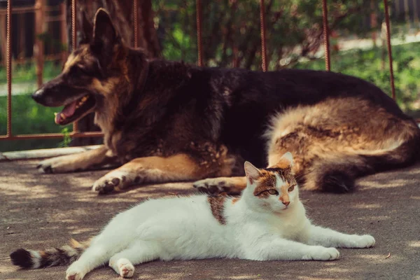 Katt Och Hund Hund Och Katt Ligga Sida Vid Sida — Stockfoto