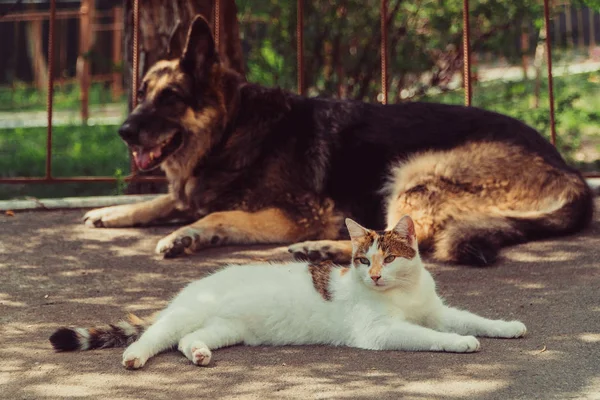 Cat and dog. A dog and a cat lie side by side